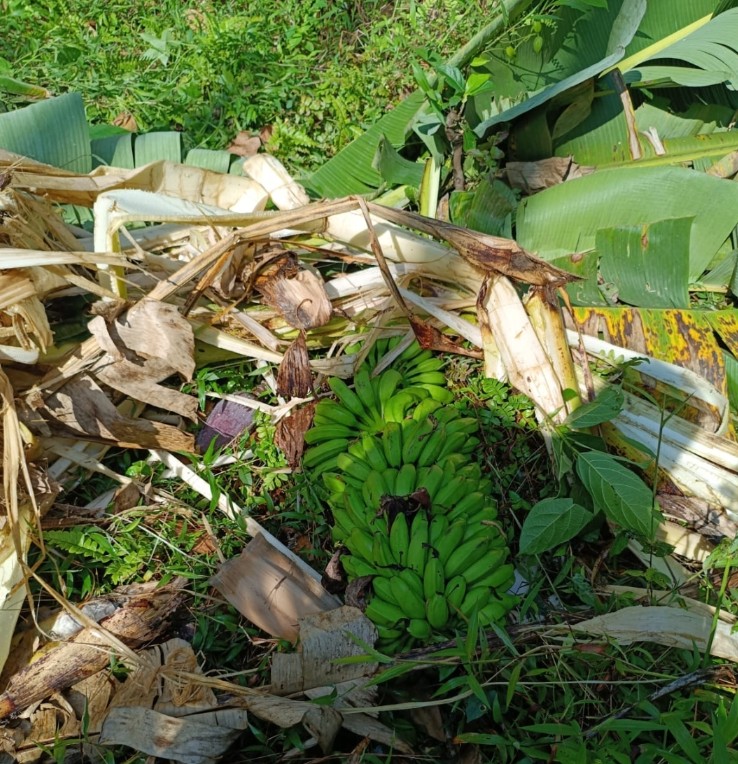 ಅಡ್ತಲೆ : ಒಂಟಿ ಸಲಗದಿಂದ ಬೆಳೆ ನಾಶ