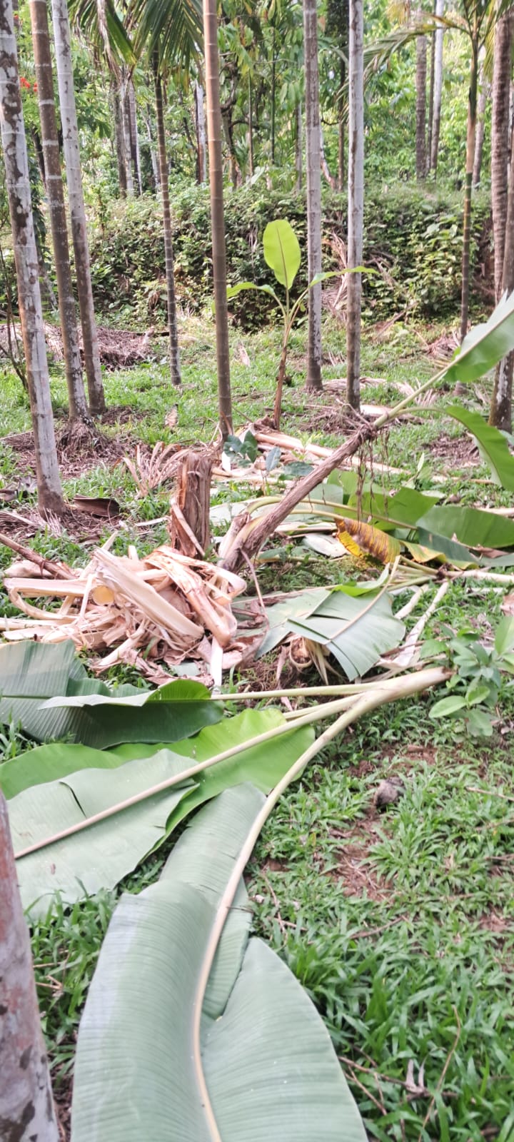 ಸಂಪಾಜೆ : ಕಾಡಾನೆಗಳಿಂದ ಬೆಳೆ ನಾಶ