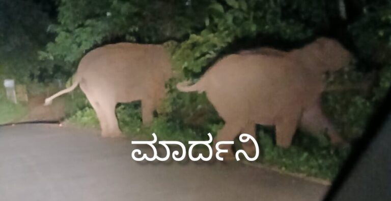ಸುಳ್ಯ ನಗರದ ಸನಿಹಕ್ಕೆ ಬಂದ ಕಾಡಾನೆಗಳು
