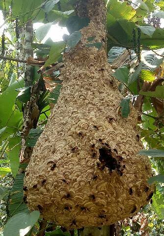 ತೊಡಿಕಾನ : ಕಣಜದ ಹುಳ ಕಡಿದು ವ್ಯಕ್ತಿ ಗಂಭೀರ