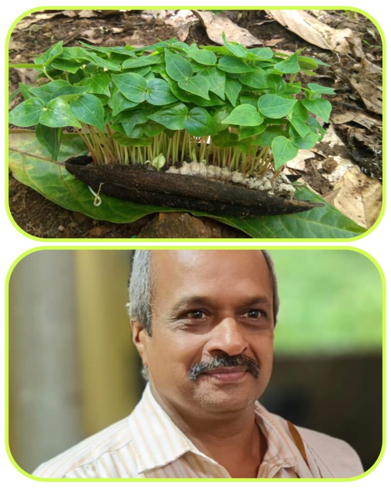 ಹತ್ತಿ ಕಾಯಿಯಲ್ಲೆ  ಮೊಳಕೆ ಬಂದ ಮರಿಗಿಡಗಳು ನೋಡಲು ಬಲು ಸೊಬಗು ! 