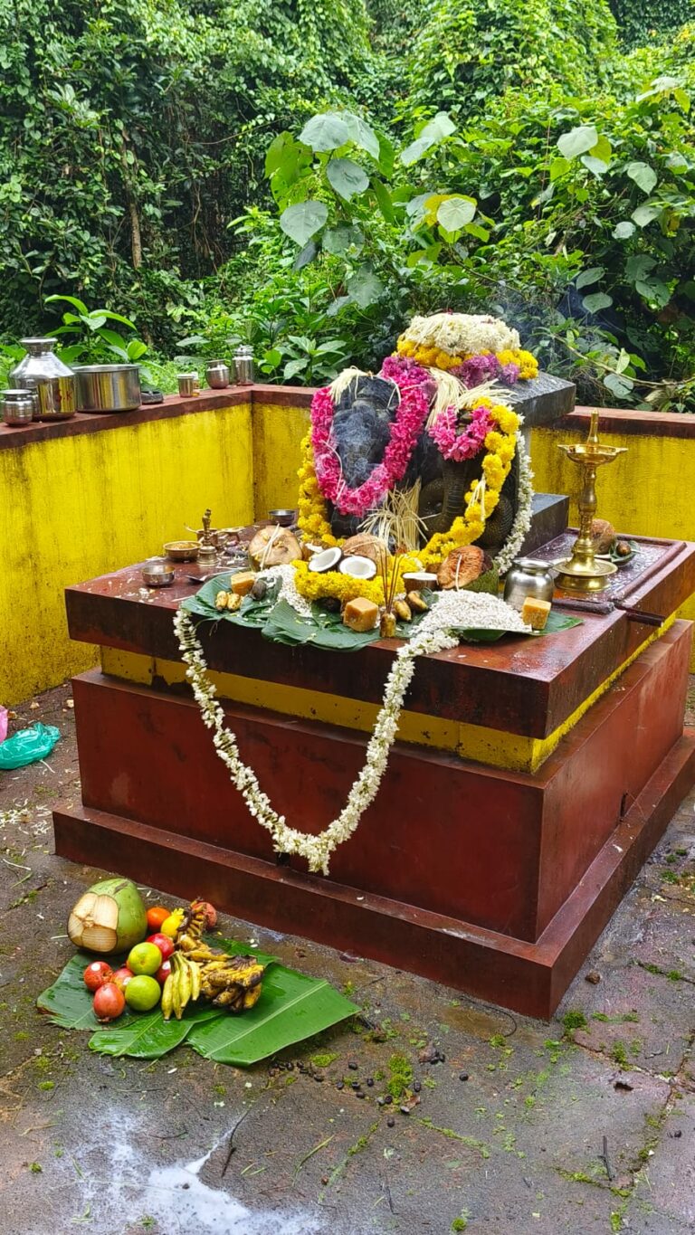 ಕಾನತ್ತಿಲ ನಾಗಕಟ್ಟೆಯಲ್ಲಿ ನಾಗರ ಪಂಚಮಿ ಪ್ರಯುಕ್ತ ನಾಗನಿಗೆ ಪೂಜೆ