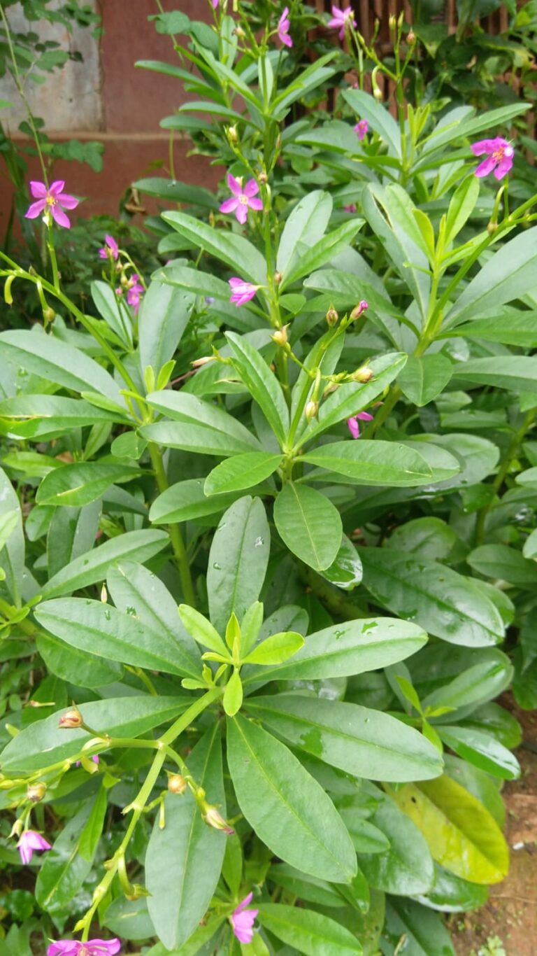 ಹೀಗೂ ಉಂಟೆ :ನೆಲ ಬಸಳೆ (ಬ್ರಿಗ್ನೋನಿಯಾ )