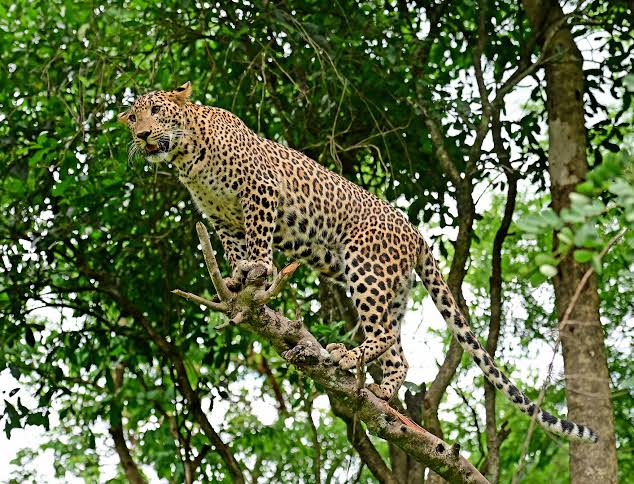ಕುಕ್ಕುಜಡ್ಕ : ಚಿರತೆ ಪ್ರತ್ಯಕ್ಷ