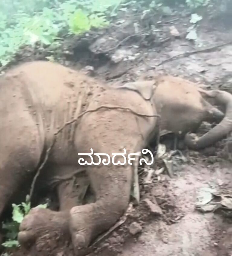 ತೊಡಿಕಾನ : ಹರ್ಲಡ್ಕದಲ್ಲಿ ಆನೆ ಮರಿ ಸಾವು: ತೋಟಕ್ಕೆ ನುಗ್ಗಿದ ಆನೆಗಳ ಹಿಂಡು